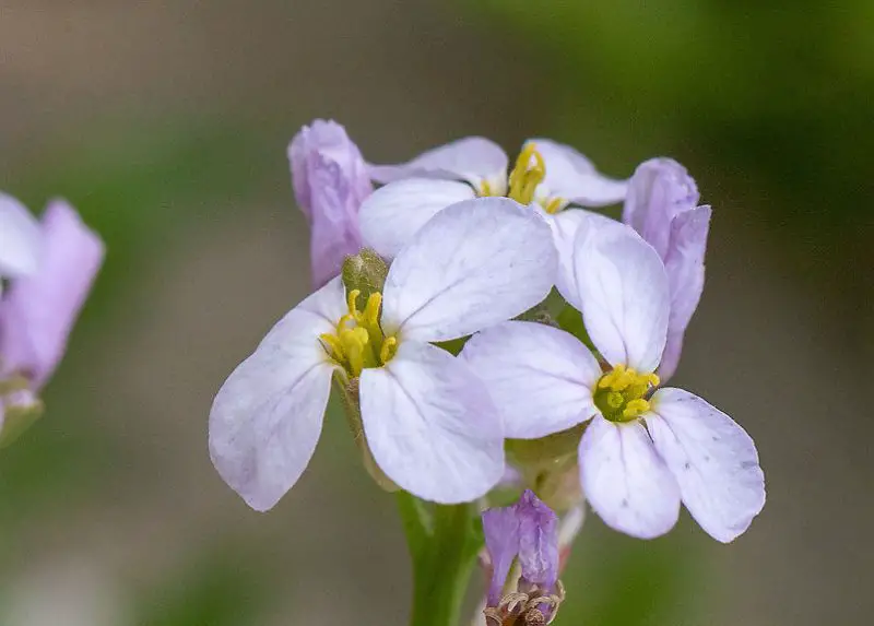 Pink Wildflowers