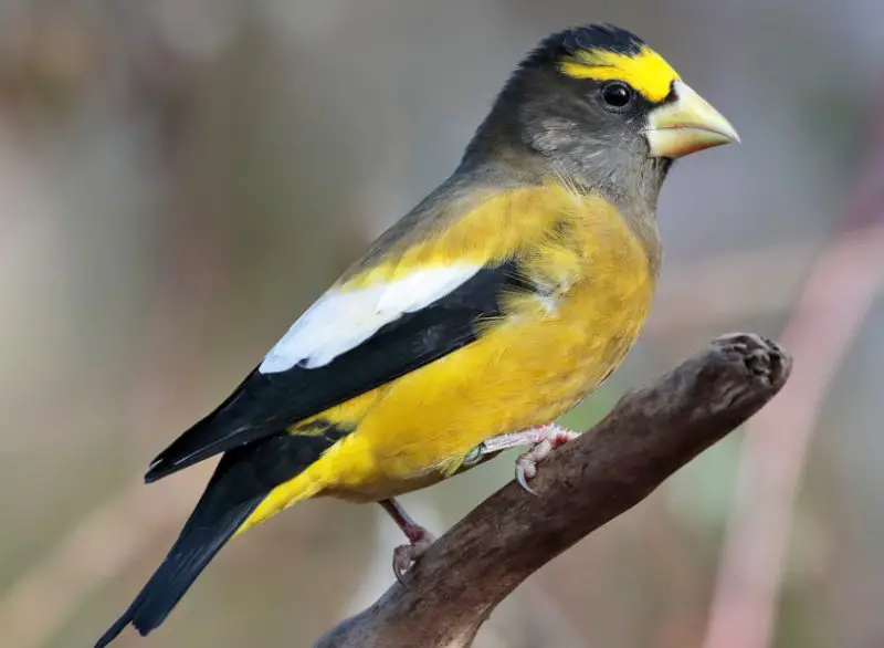 Small Yellow Birds
