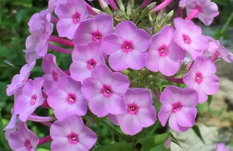 Pink Wildflowers