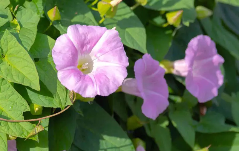 Pink Wildflowers