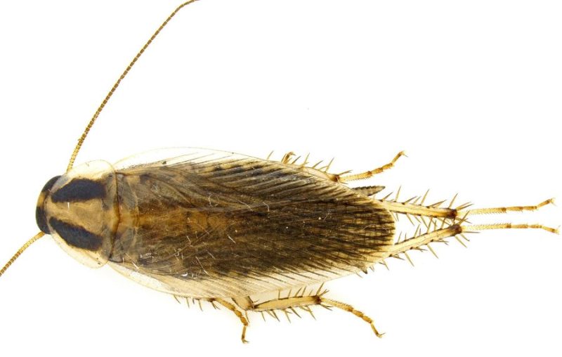 Field Cockroach 800x508 