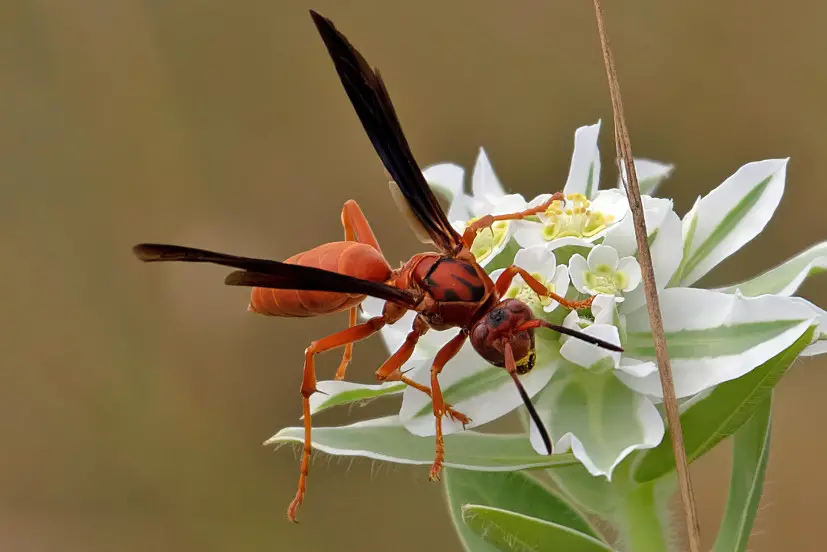 50 Types of Wasps in Florida (Pictures and Identification)