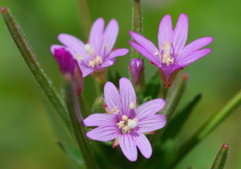 Pink Wildflowers