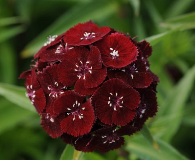 Maroon Flowers