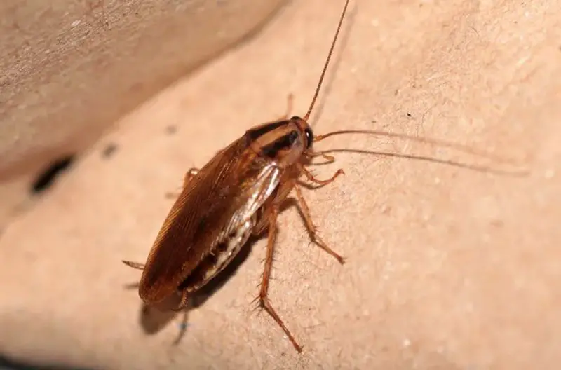 Roaches in Texas