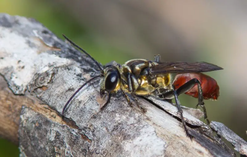 Wasps in Florida