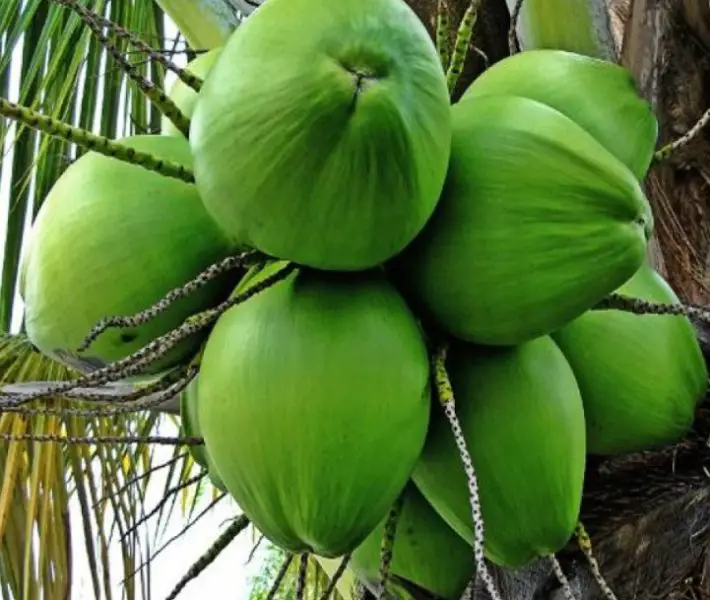 Types of Coconuts