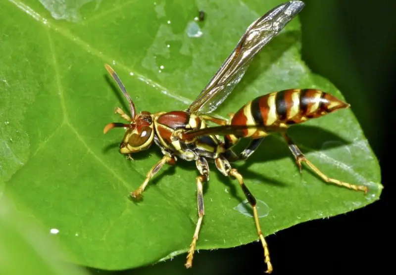 Wasps in Florida