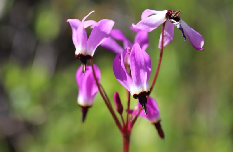 Pink Wildflowers