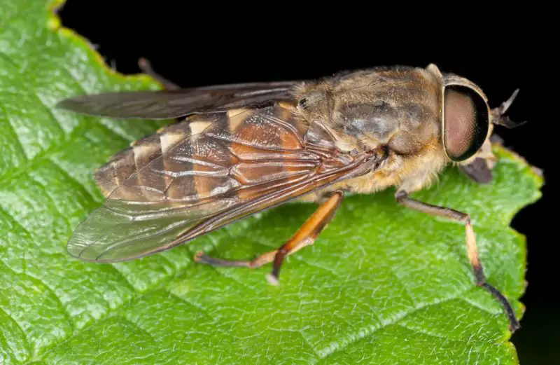 Bathroom Bugs Identification