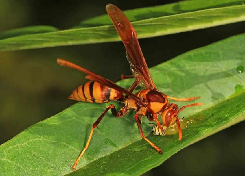 50 Types of Wasps in Florida (Pictures and Identification)