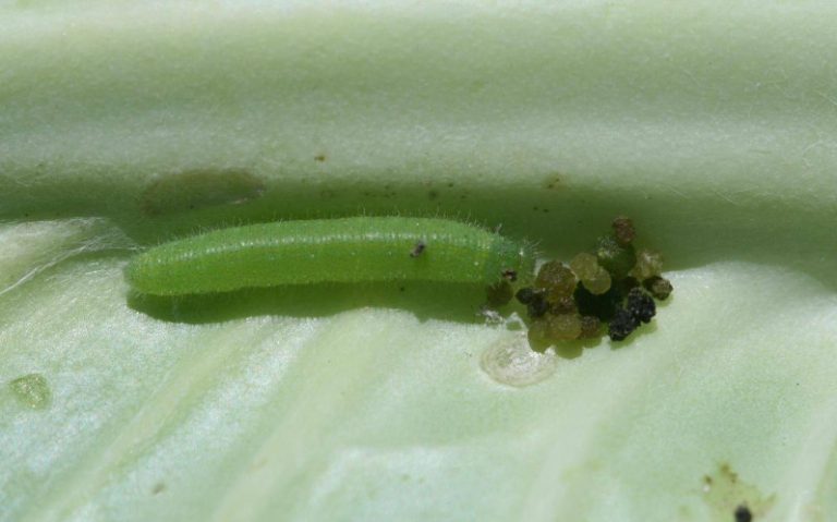 13 Types of Bugs in Broccoli (Pictures and Identification)