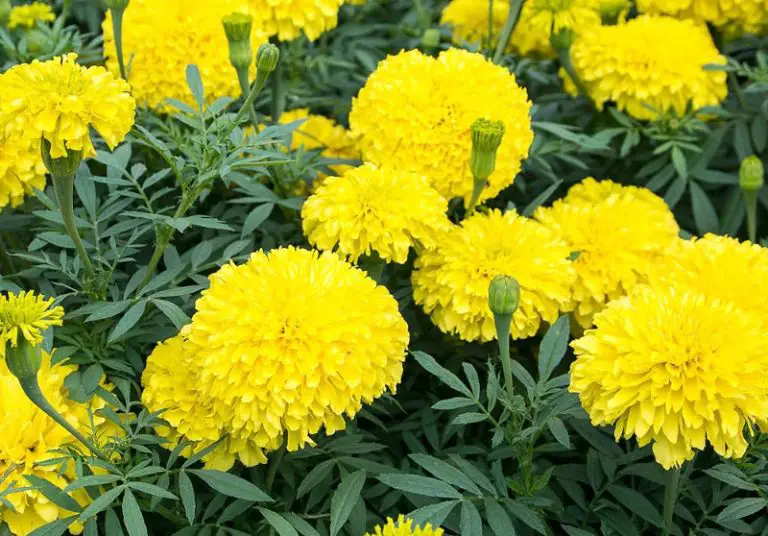 13 Marigold Yellow Flowers for Your Garden with Pictures