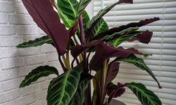 49 Types of Calathea Plants with Pictures