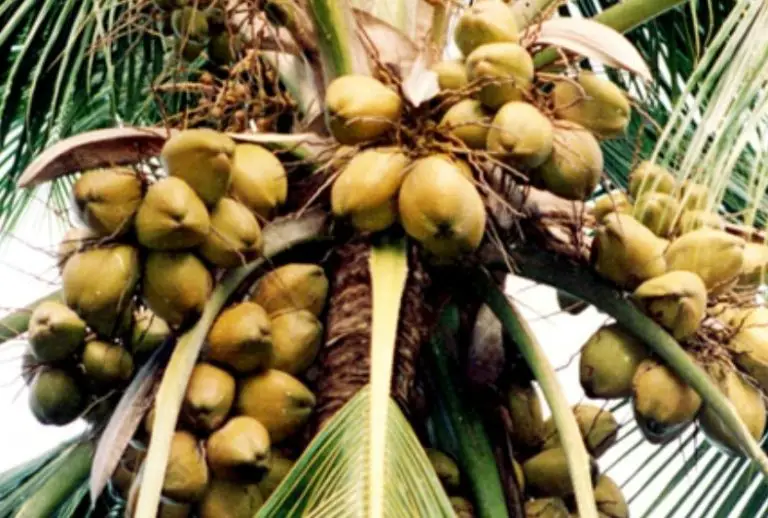 20 Types of Coconuts with Pictures and Identification