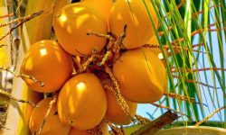 20 Types of Coconuts with Pictures and Identification