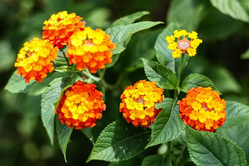 16 Types Of Yellow Lantana Flowers With Pictures