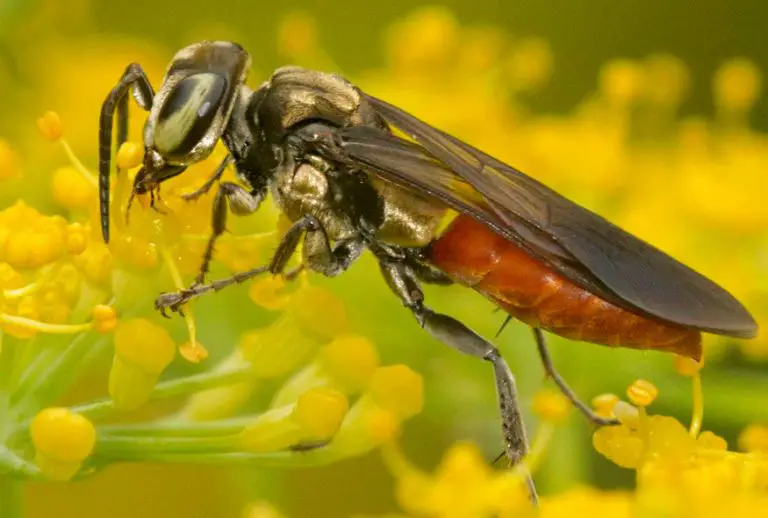 50 Types of Wasps in Florida (Pictures and Identification)