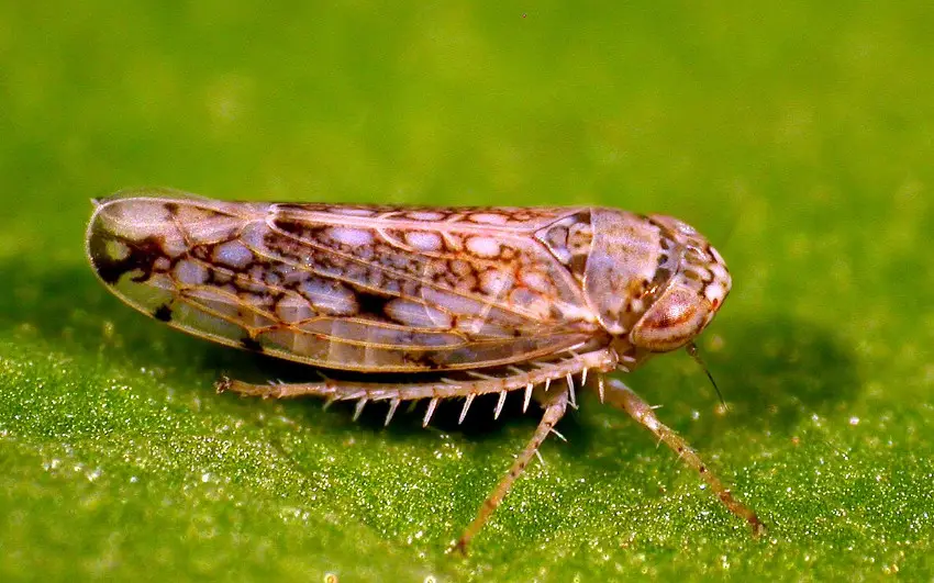 43 Small, Tiny Brown Bugs in House (Pictures and Identification)