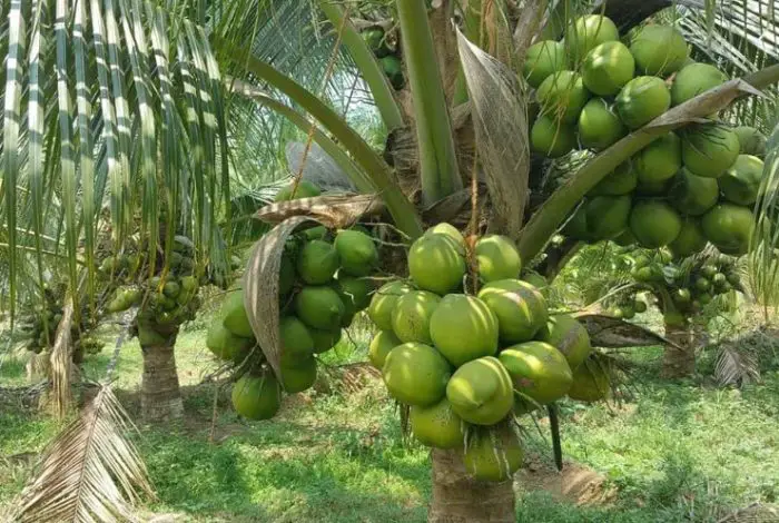 Types of Coconuts