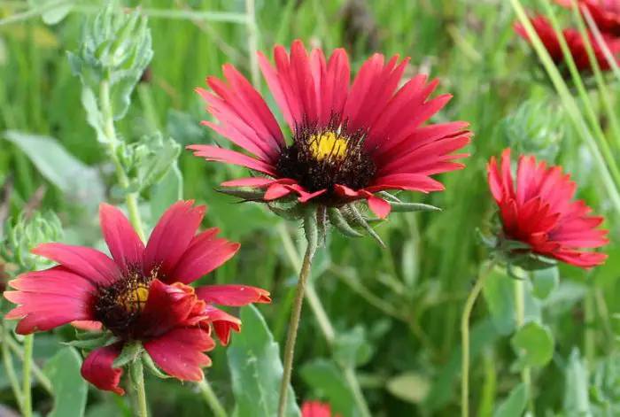 23 Beautiful Maroon Flowers for Your Garden (with Pictures)