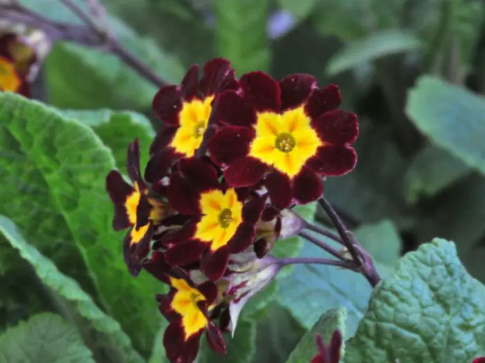 23 Beautiful Maroon Flowers for Your Garden (with Pictures)