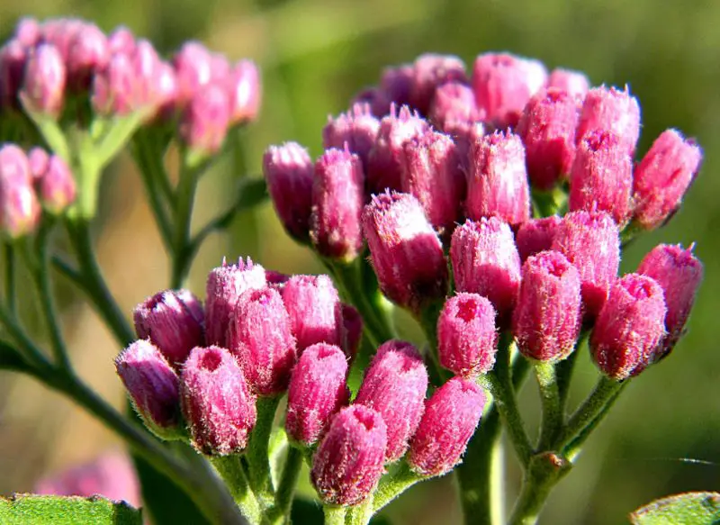 Pink Wildflowers