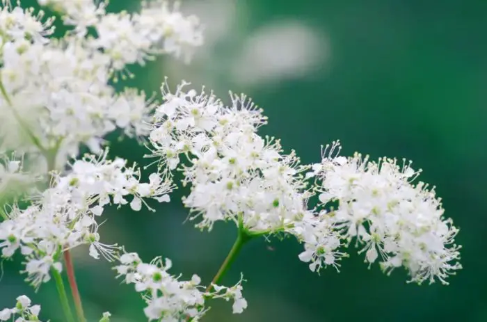 Tiny White Flowers