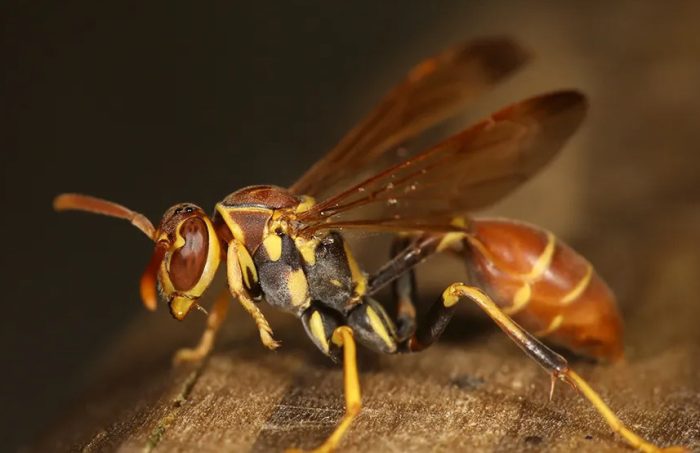 50 Types of Wasps in Florida (Pictures and Identification)