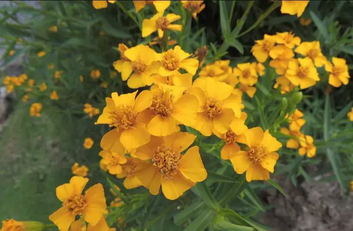 Marigold Yellow