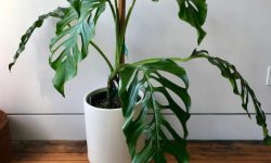 25 Types of Monstera Plants (Pictures and Info)