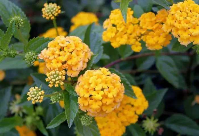 Yellow Lantana