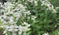 Mountain Mint Plant: All You Need to Know (Detailed Care Guide)