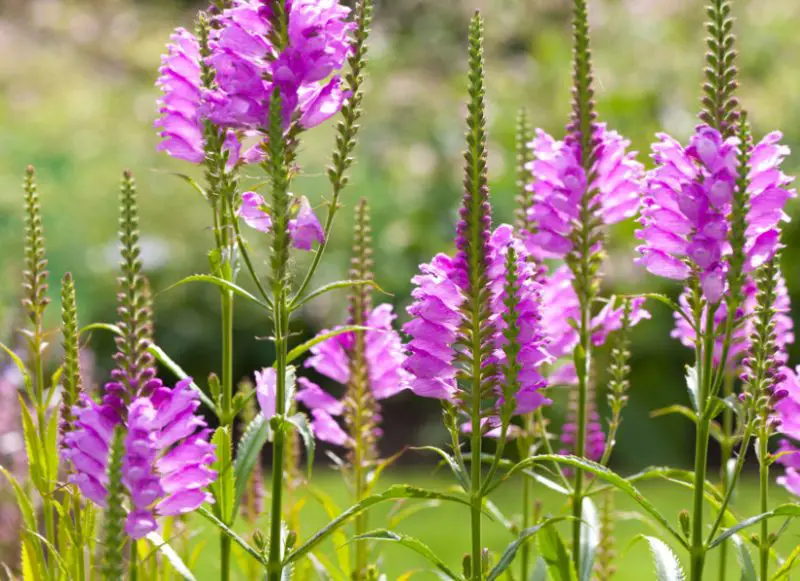 Pink Wildflowers