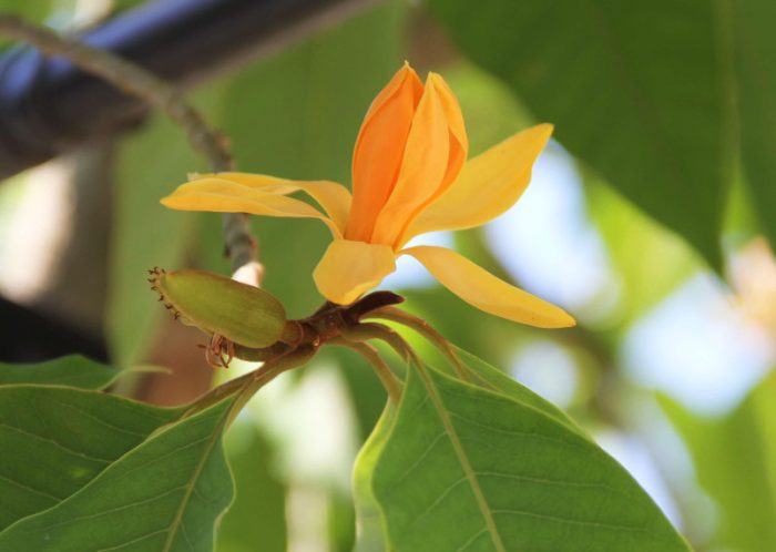 Trees with Orange Flowers