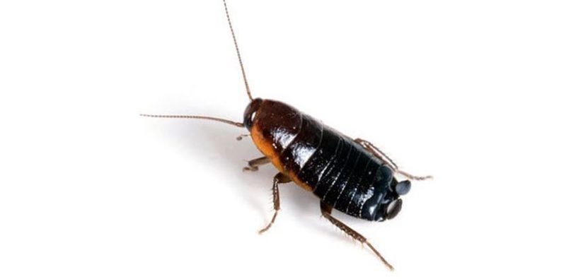 Roaches in Texas