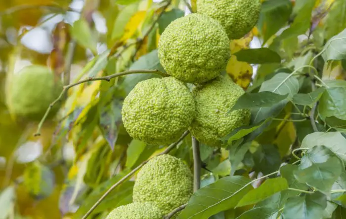 9 Types of Trees with Green Balls (Pictures and Identification)