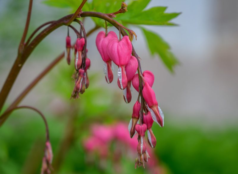 Pink Wildflowers