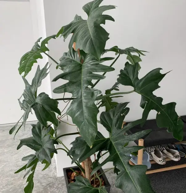 Rare Indoor Plants