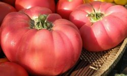 Pink Brandywine Tomato: Detailed Care and Growing Guide