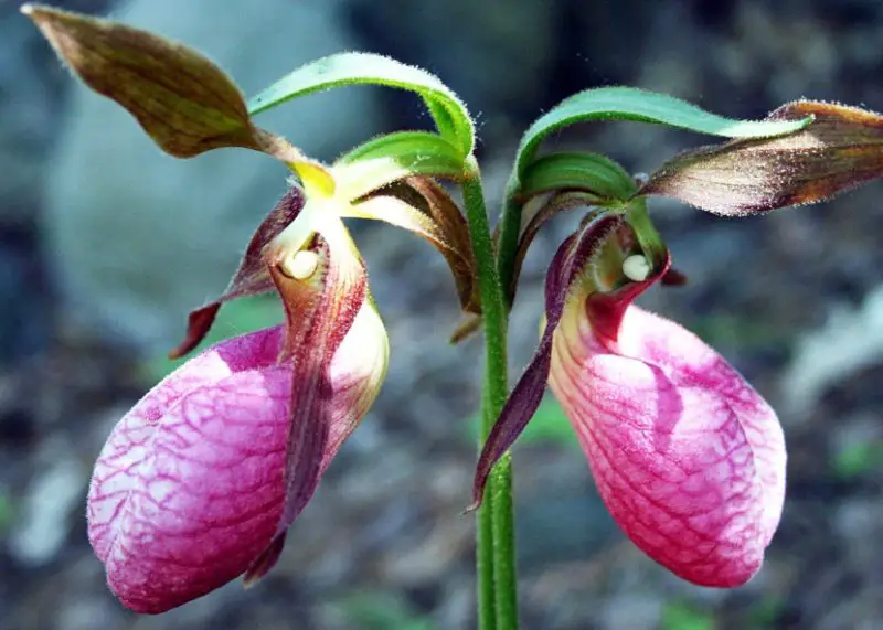 Pink Wildflowers