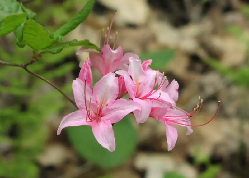 Pink Wildflowers