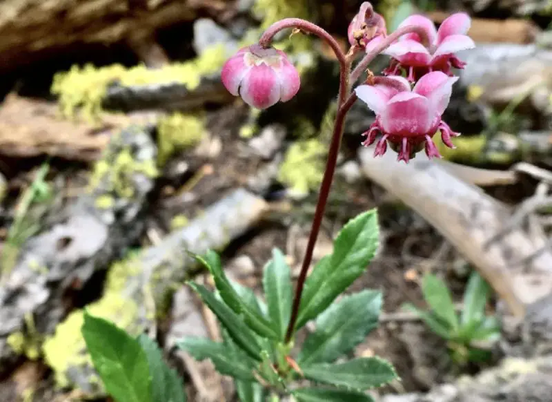 Pink Wildflowers