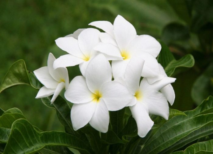 Plumeria Pudica