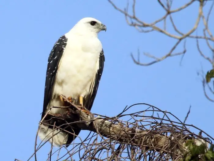 Hawks With White Heads