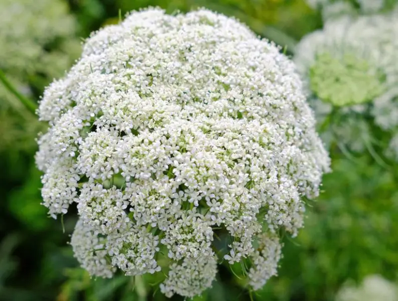 Types of Wildflowers