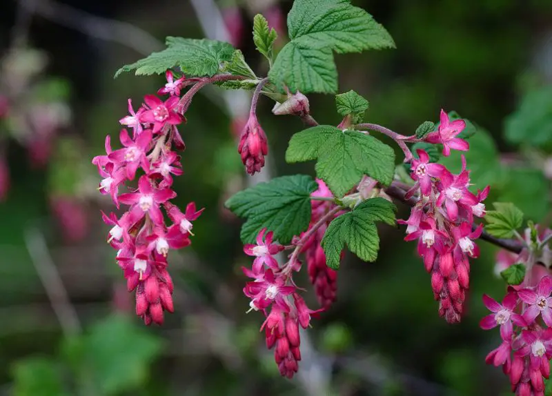 Pink Wildflowers