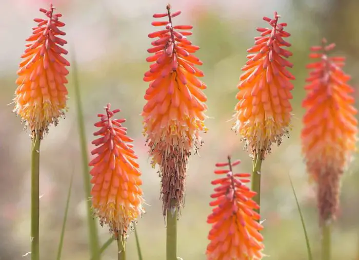 Red Hot Poker Plant