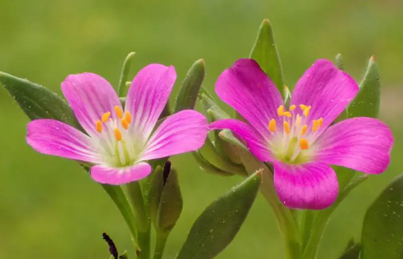 Pink Wildflowers