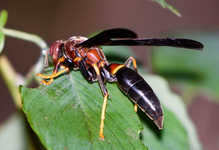 50 Types of Wasps in Florida (Pictures and Identification)